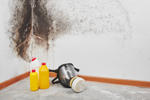 Best Mold Testing  in Morrisonville, NY