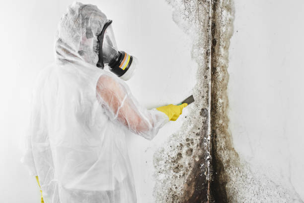 Best Residential Mold Removal  in Morrisonville, NY