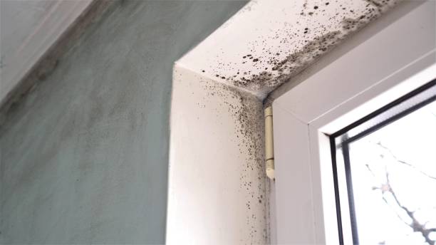 Best Office Mold Removal Services  in Morrisonville, NY