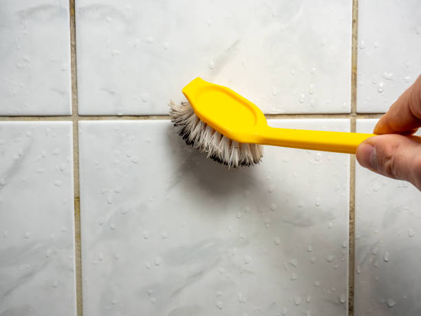 Best Professional Mold Removal  in Morrisonville, NY