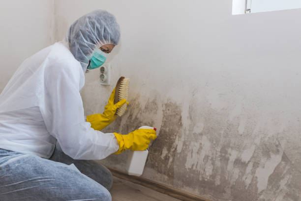 Best Same-Day Mold Removal  in Morrisonville, NY