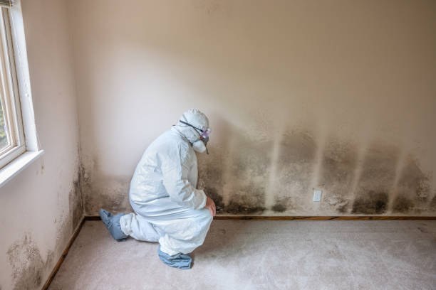 Best Mold Inspection  in Morrisonville, NY