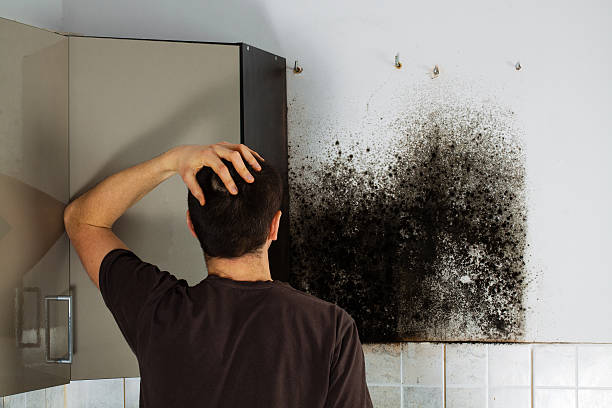 Best Crawl Space Mold Removal  in Morrisonville, NY