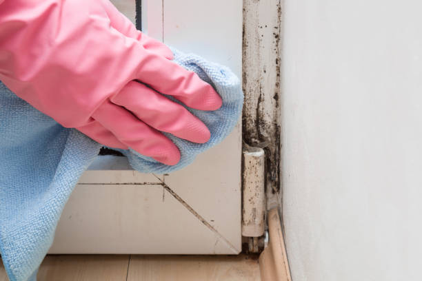 Best Mold Testing  in Morrisonville, NY