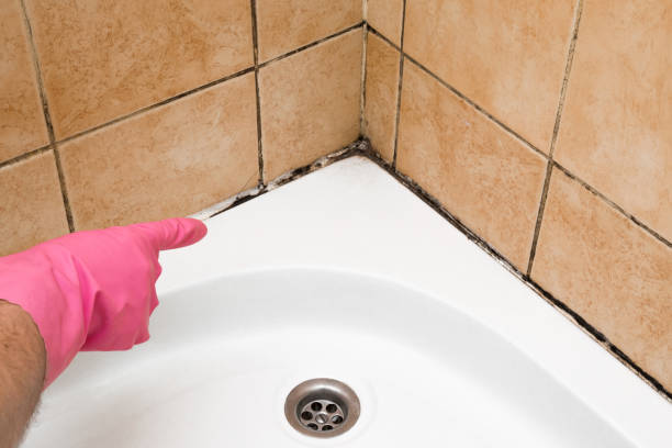 Best Affordable Mold Removal  in Morrisonville, NY