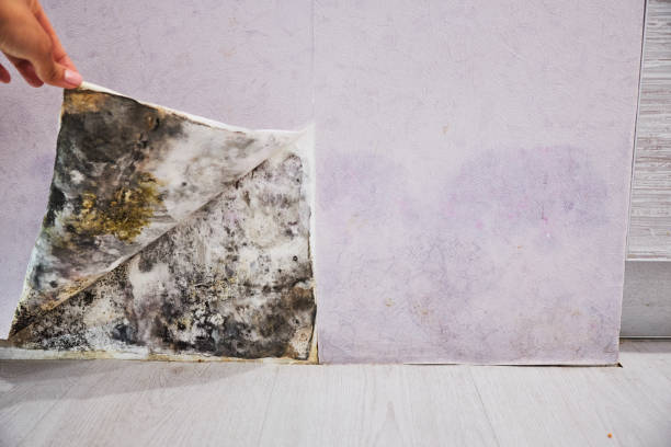 Best Toxic Mold Removal  in Morrisonville, NY